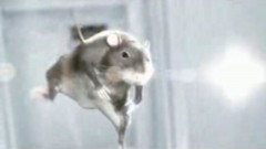 rat