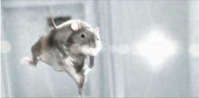 rat-short.jpg