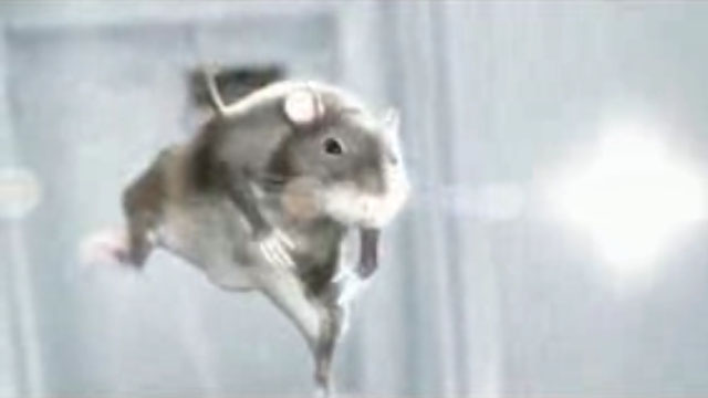 rat