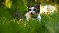 catcam short film image