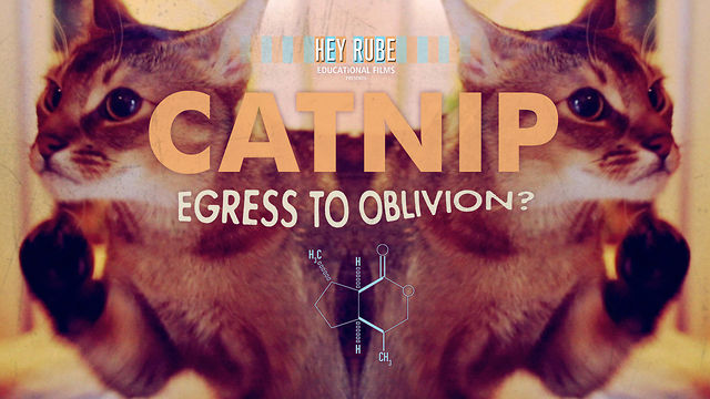 catnip1
