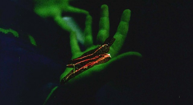 Runon-Daniel Newell Kaufman-short film