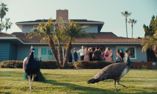 Our Neighbors The Peacocks